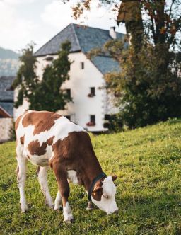 Kühe auf unser Bauernhof